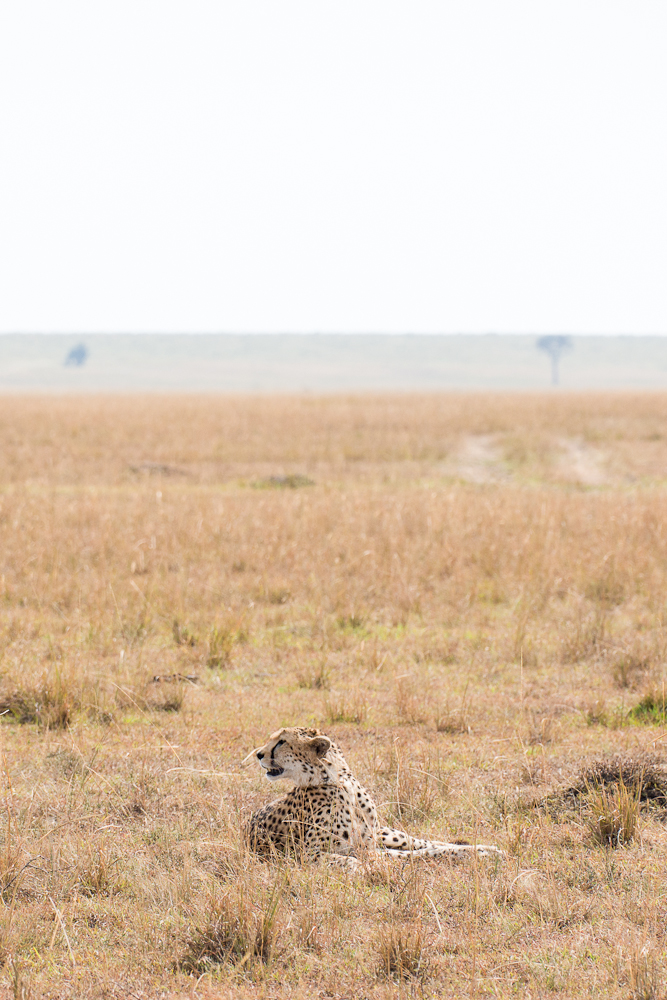mara